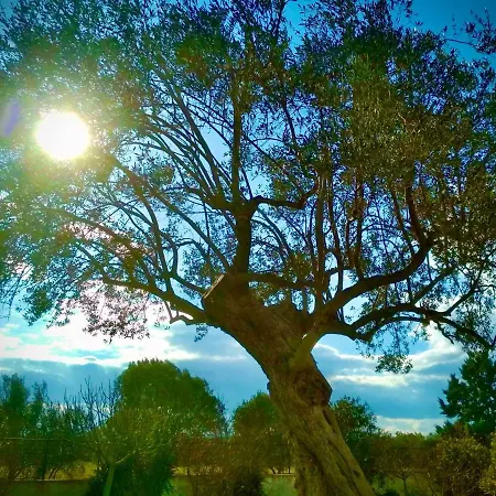 Hylas Luxury 4* Koilás