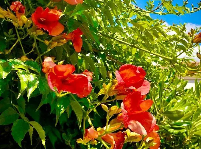 فندق مبيت وإفطار Hylas Luxury 4*